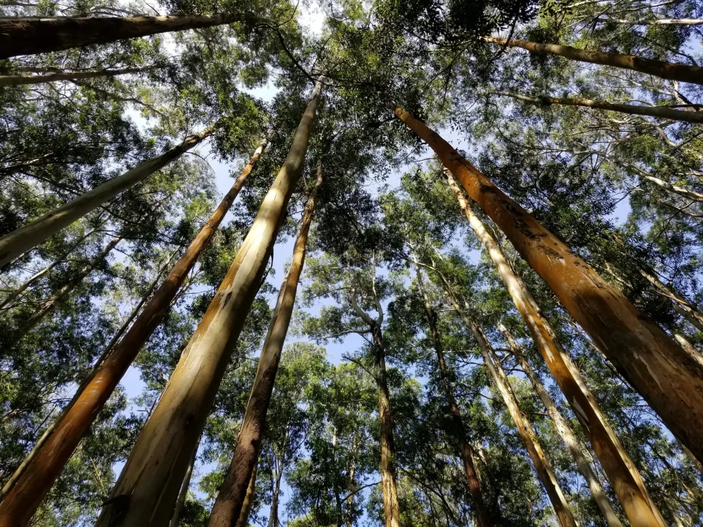 Ground up view of sustainable eucalyptus plantation in Brazil with organized rows for timber production