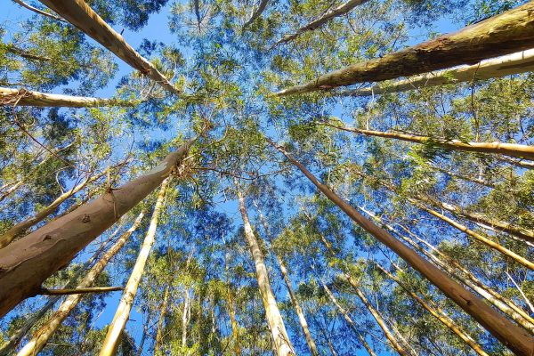 Sustainable Eucalyptus Tree Canopy